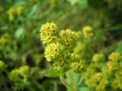 Alchemilla propinqua