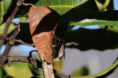 Bombus terrestris canariensis