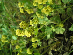 Alchemilla propinqua