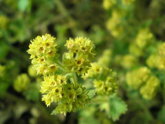 Alchemilla propinqua