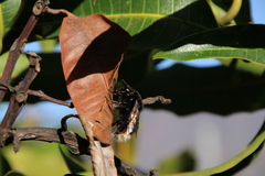 Bombus terrestris canariensis