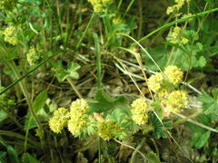 Alchemilla propinqua