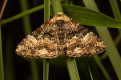 Aporoctena scierodes