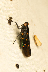 Desudaba maculata