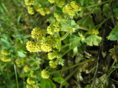 Alchemilla propinqua
