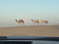 Camelus dromedarius