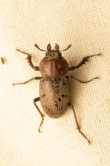 Cacostomus squamosus