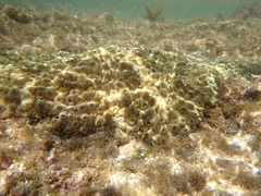 Palythoa tuberculosa