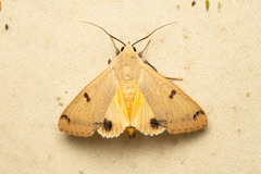 Ophiusa disjungens