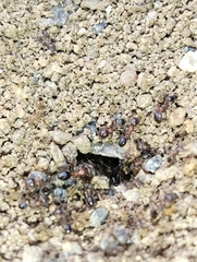 Trichomyrmex