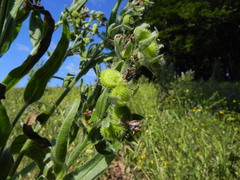 Solenanthus apenninus
