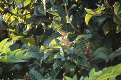 Phylloscopus canariensis