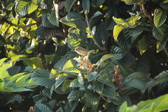 Phylloscopus canariensis