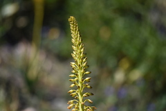 Eremurus fuscus