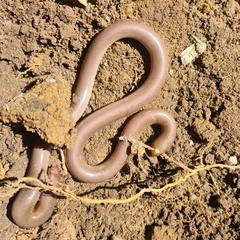 Afrotyphlops bibronii