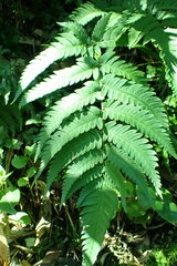 Dryopteris varia