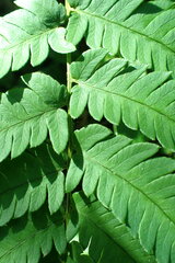 Dryopteris varia