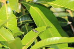 Lasioglossum viride