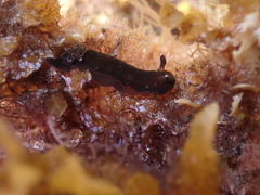 Dendrodoris arborescens