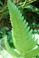 Dryopteris varia