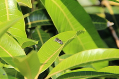 Lasioglossum viride