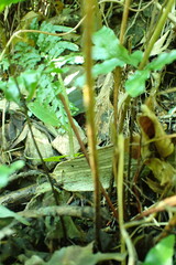 Dryopteris varia