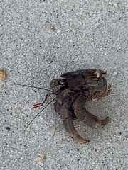 Coenobita violascens