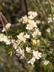 Lachnaea diosmoides