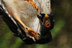 Accipiter erythropus