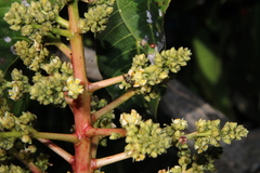Lasioglossum loetum
