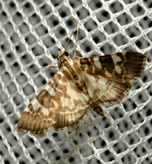 Chabula acamasalis