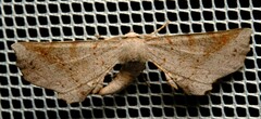 Parepisparis pallidus