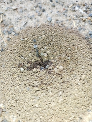 Trichomyrmex