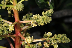 Lasioglossum loetum