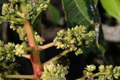 Lasioglossum loetum