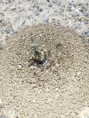 Trichomyrmex