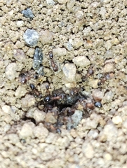 Trichomyrmex