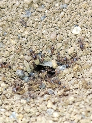 Trichomyrmex