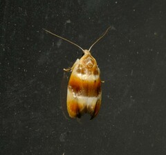 Piloprepes anassa