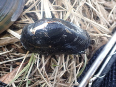 Nodularia douglasiae