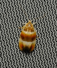 Piloprepes anassa