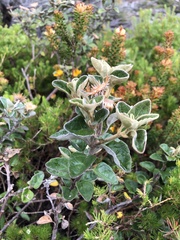 Olearia tomentosa