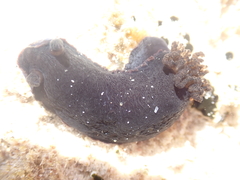 Dendrodoris