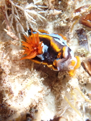 Chromodoris