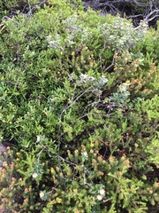 Olearia tomentosa