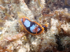 Chromodoris
