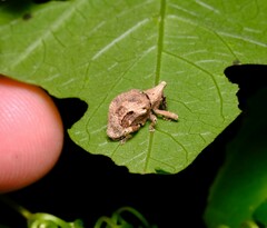 Oemethylus triangularis