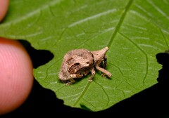 Oemethylus triangularis