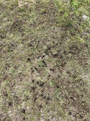 Giraffa camelopardalis