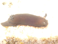 Dendrodoris